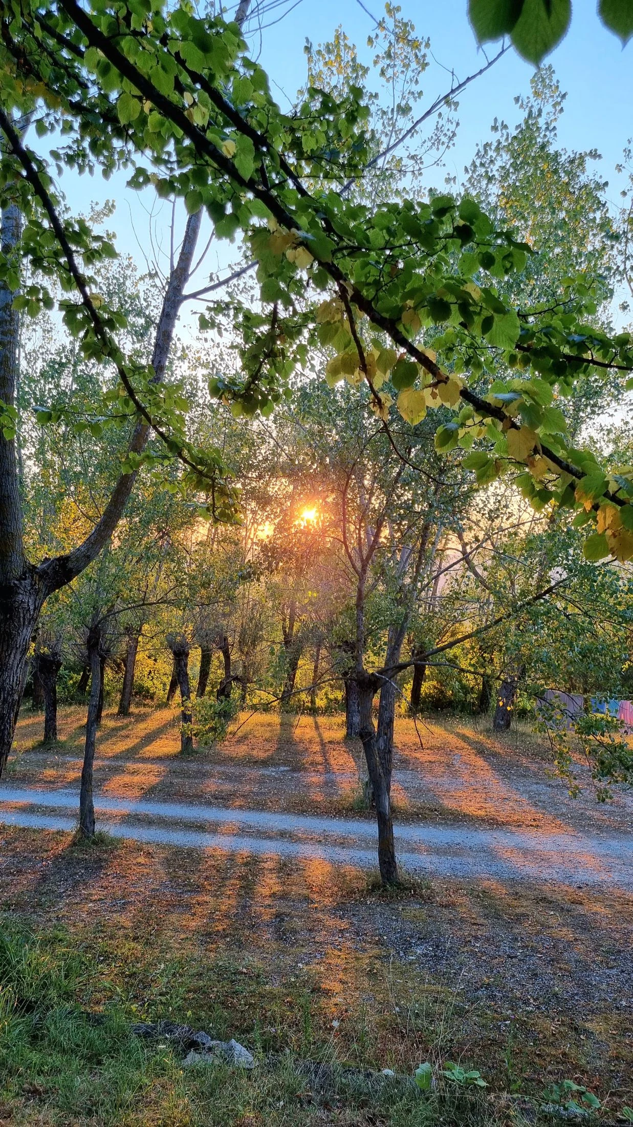 Low evening sunlight beams through a grove of pruned trees along a gravel path at Maiolo, casting long orange shadows