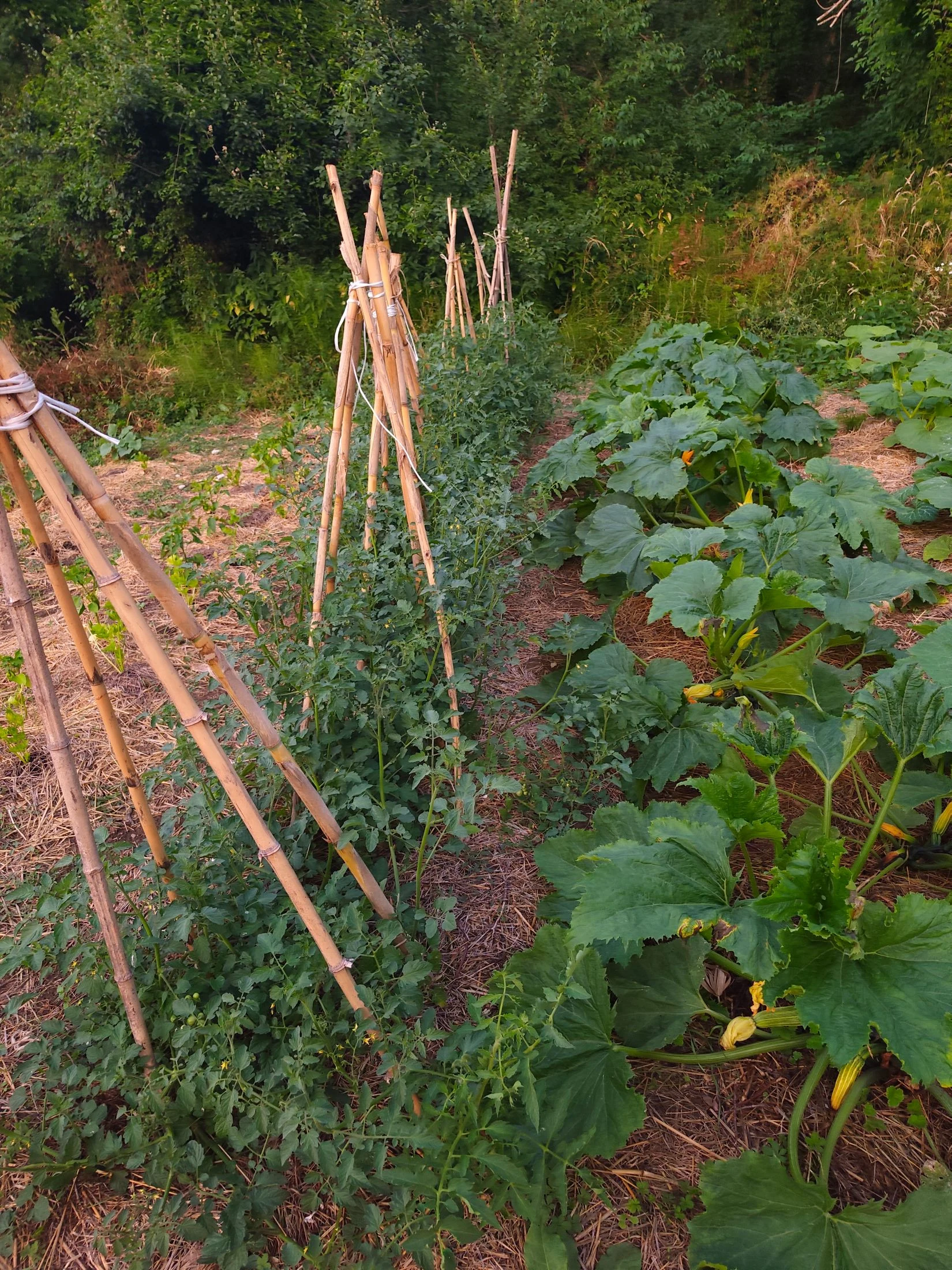 Rows of tomato plants staked with bamboo tripod trellises beside a bed of squash and zucchini, backed by forest at Maiolo