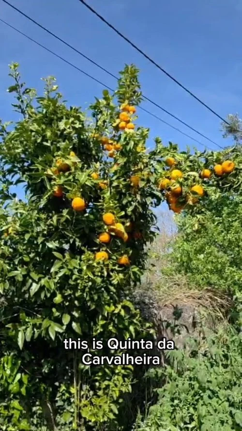 Orange trees in spring at a Honeydew community